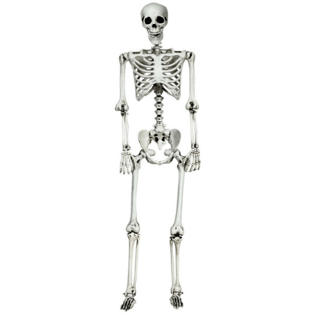 5.4ft Skeleton Life Realistic Full Hanging by Costway | My Bounce House For Sale